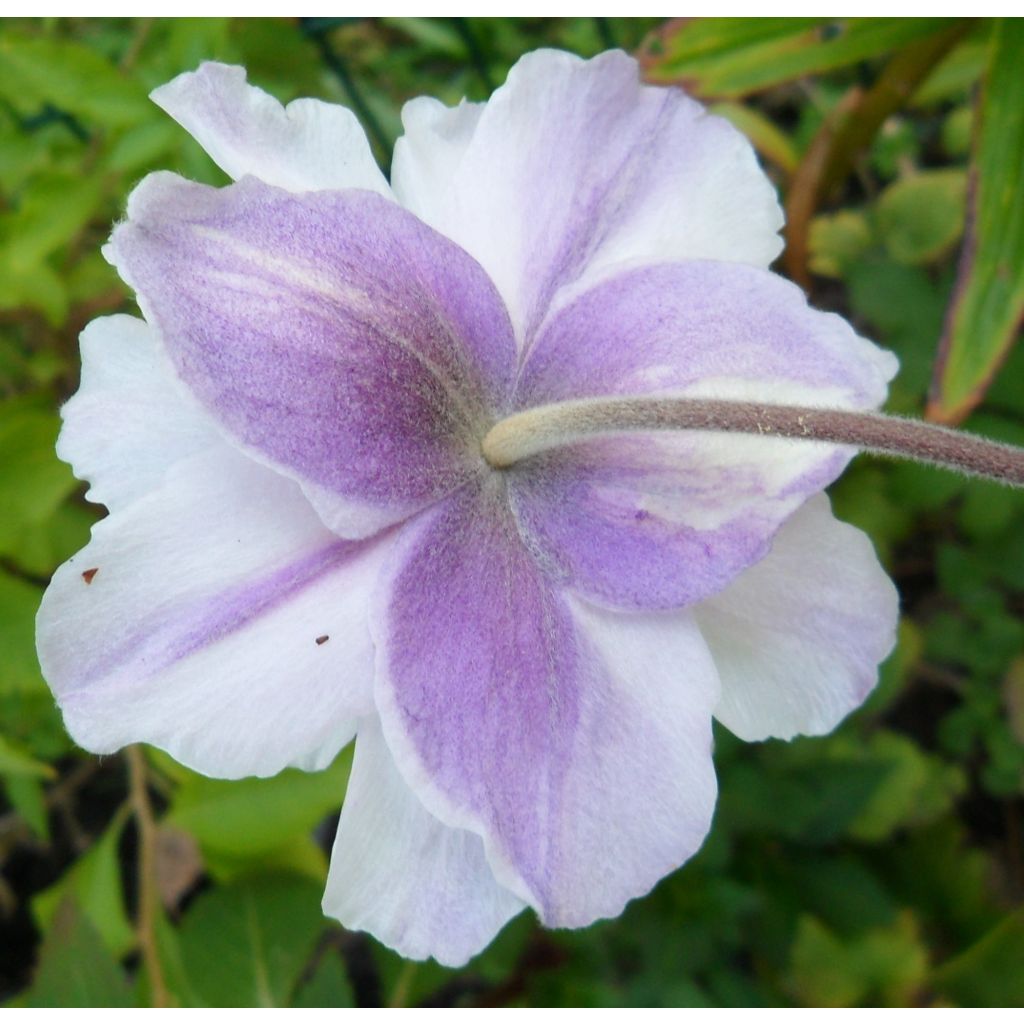Anemone Dreaming Swan - Japanese Anemone
