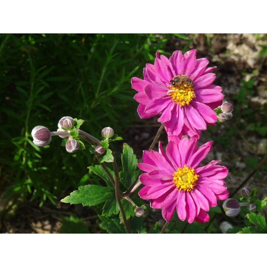 Anemone hupehensis var. japonica Pamina