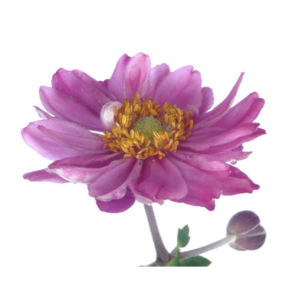 Anemone hupehensis var. japonica Pamina