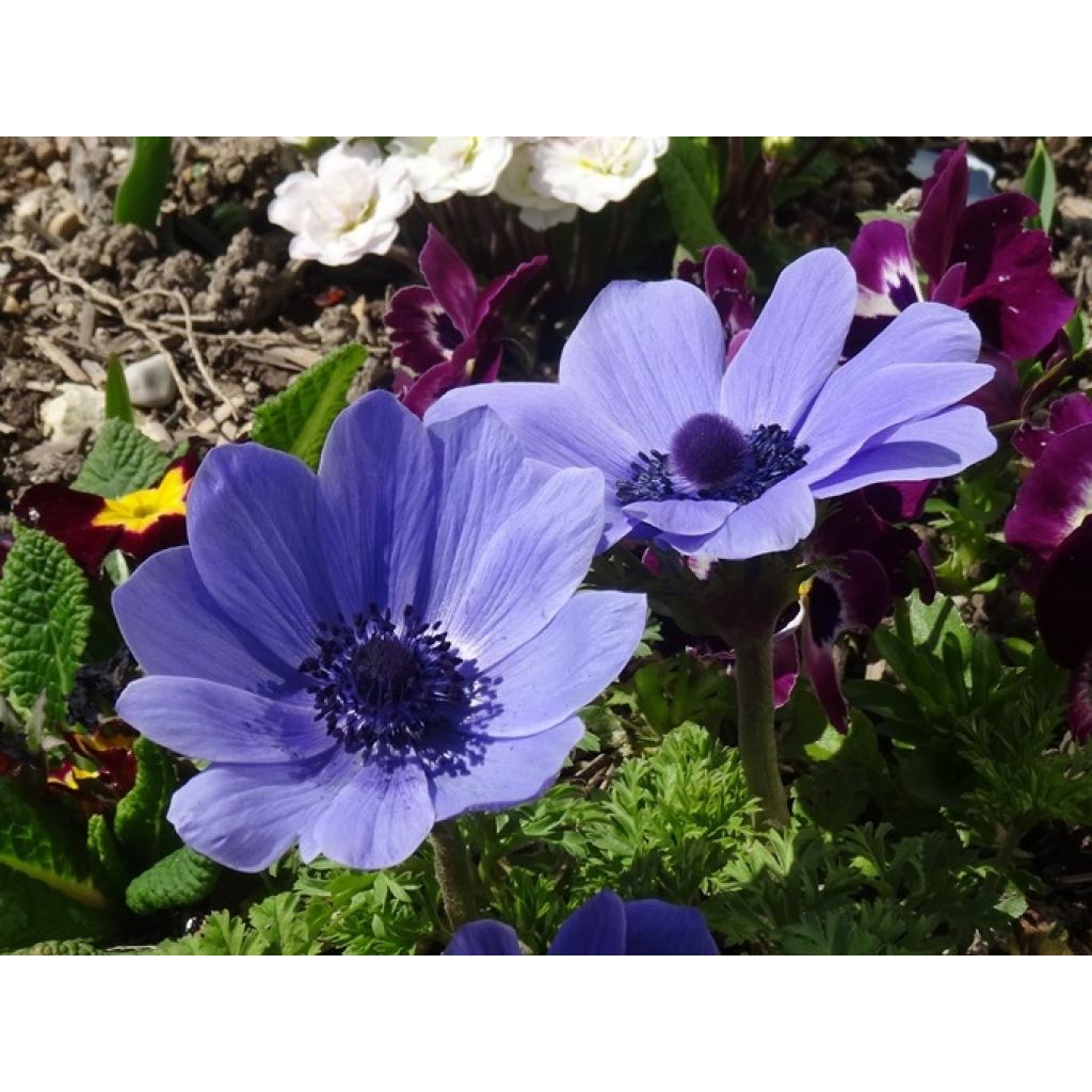 Anemone coronaria Mr Fokker