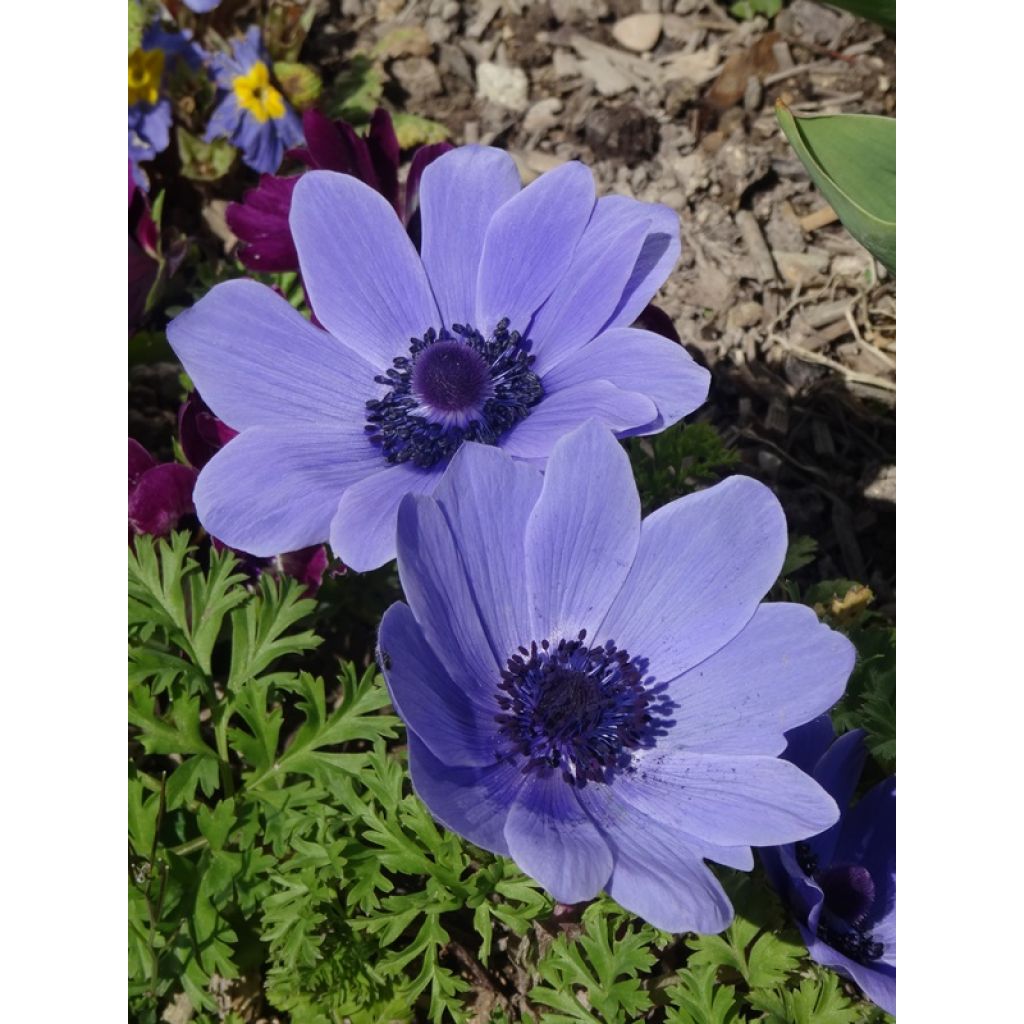 Anemone coronaria Mr Fokker