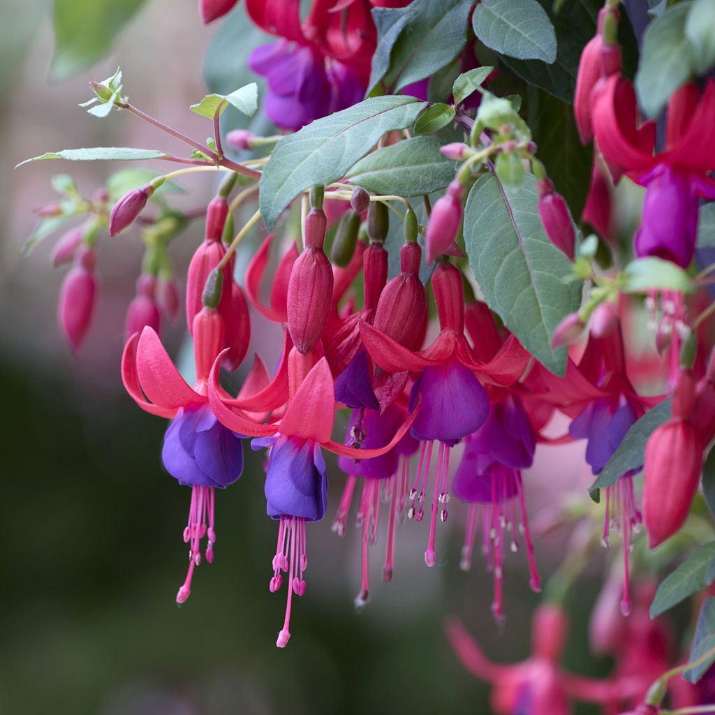 Fuchsia Angela 