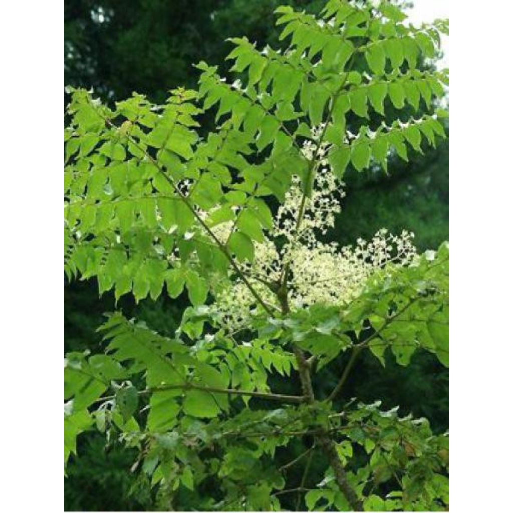 Aralia elata