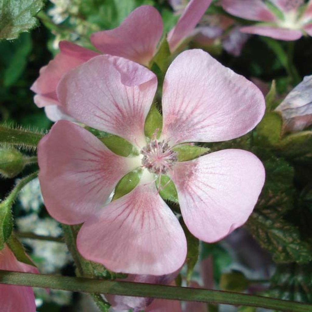Anisodontea Lady in Pink - Cape Mallow