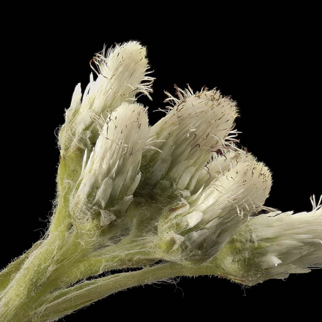 Antennaria plantaginifolia