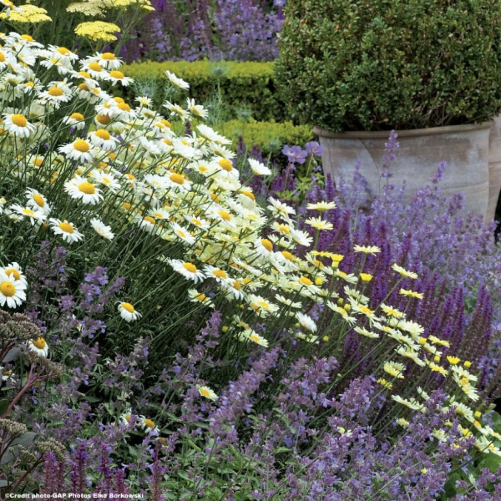 Anthemis tinctoria Sauce Hollandaise - Marguerite