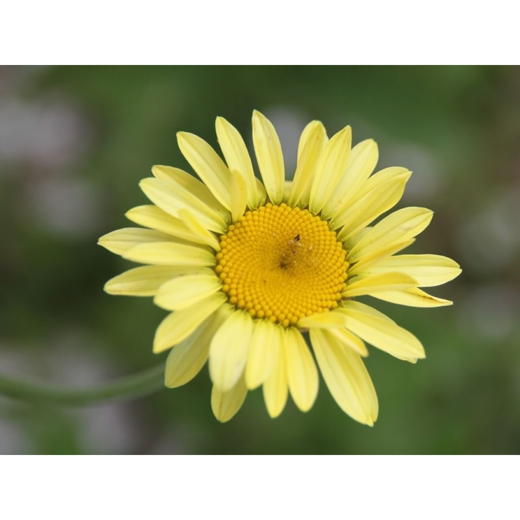 Anthemis tinctoria E.C. Buxton - Marguerite