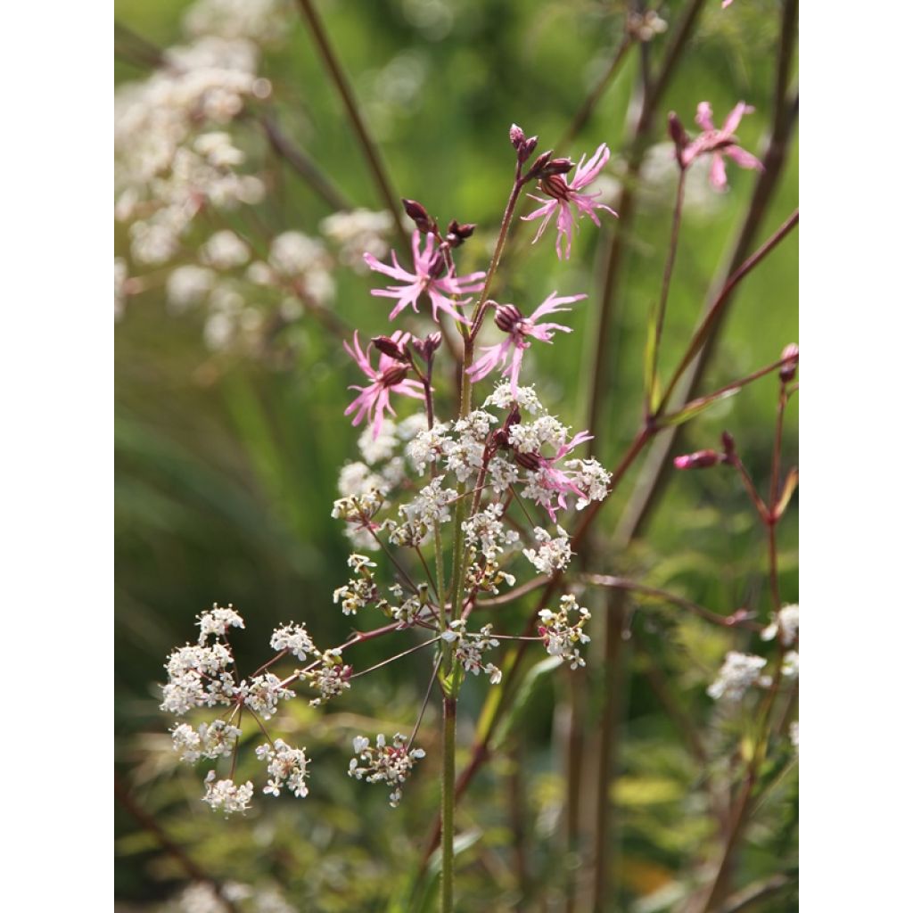 Lychnis flos-cuculi
