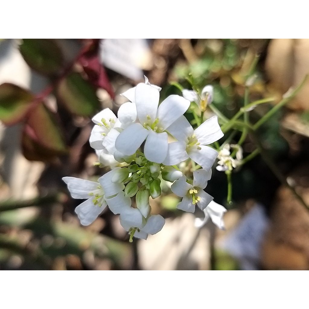 Arabis ferdinandi coburgii Variegata