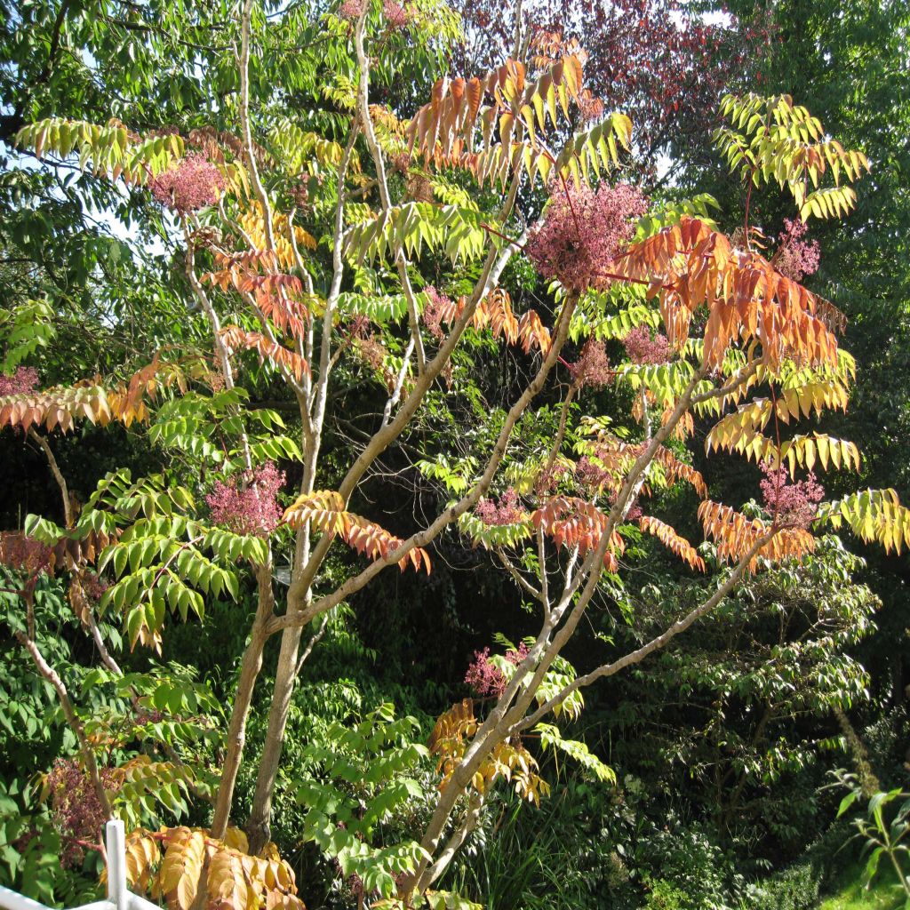 Aralia elata