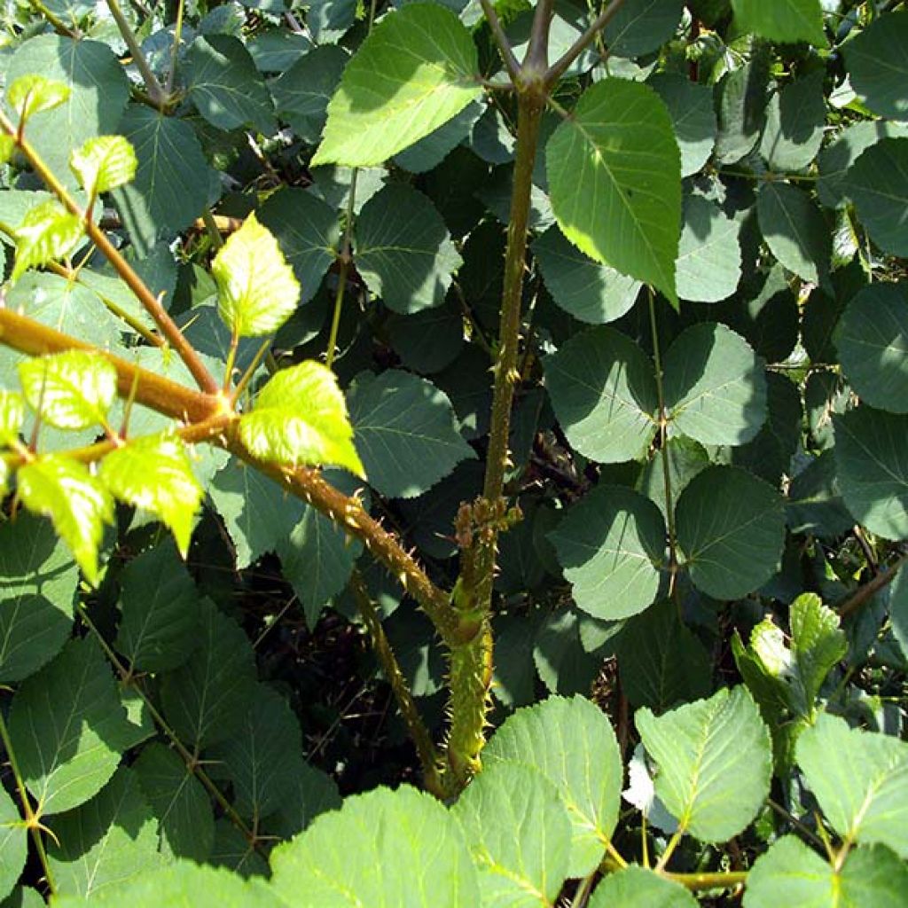 Aralia elata