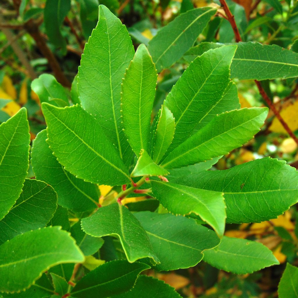 Arbutus unedo - Strawberry tree