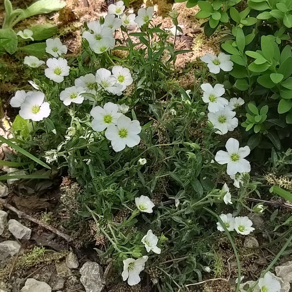 Arenaria montana