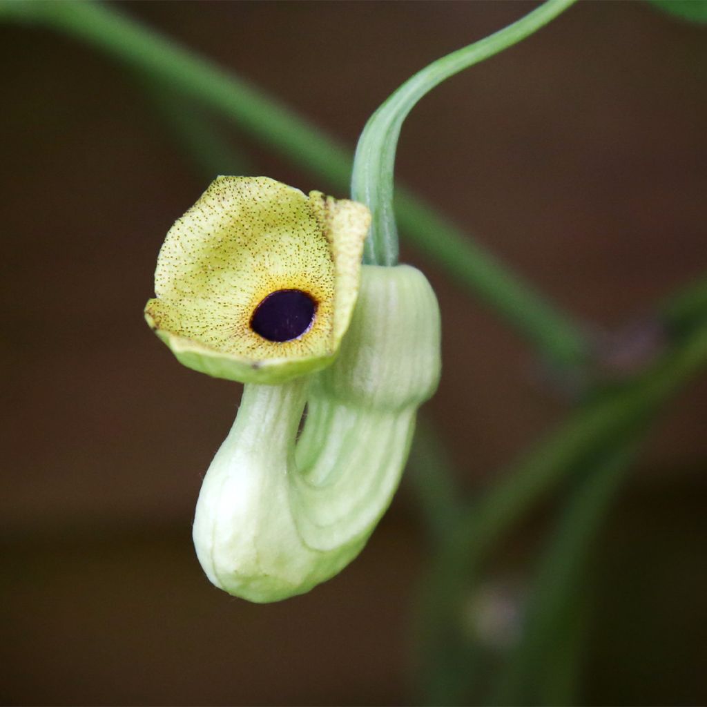 Aristolochia macrophylla