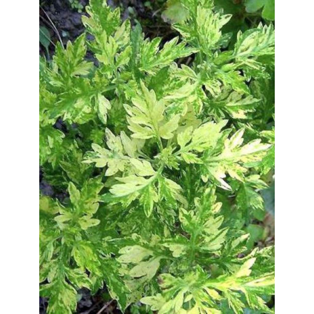Artemisia vulgaris Oriental Limelight