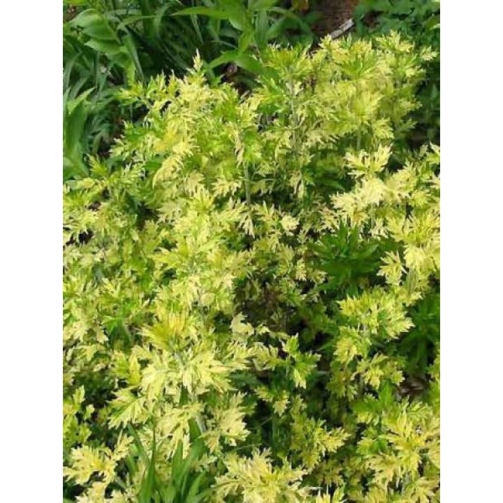 Artemisia vulgaris Oriental Limelight