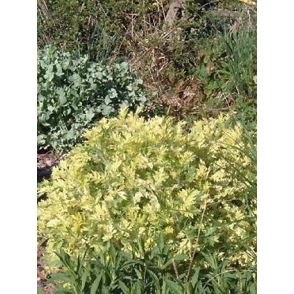 Artemisia vulgaris Oriental Limelight