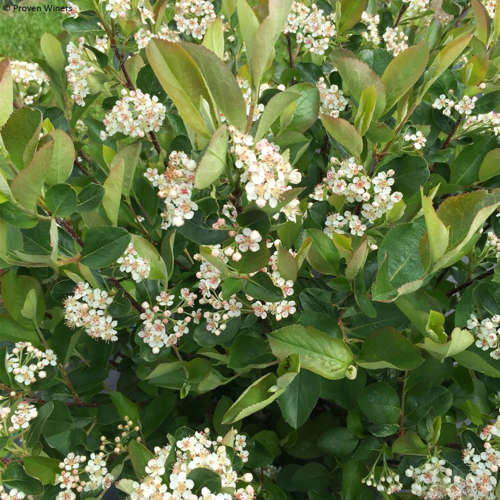 Aronia melanocarpa Revontuli Hedger