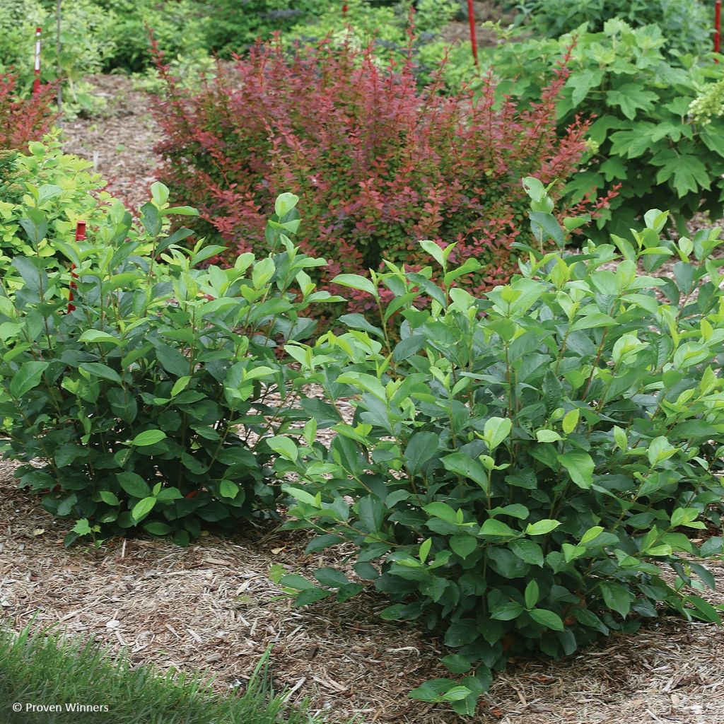 Aronia melanocarpa Revontuli Hedger
