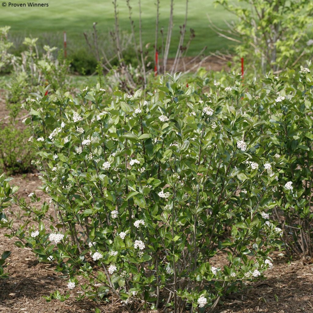 Aronia melanocarpa Revontuli Hedger