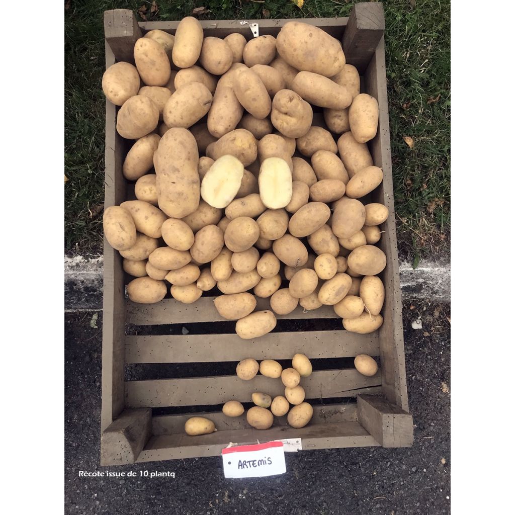 Potatoes Artemis