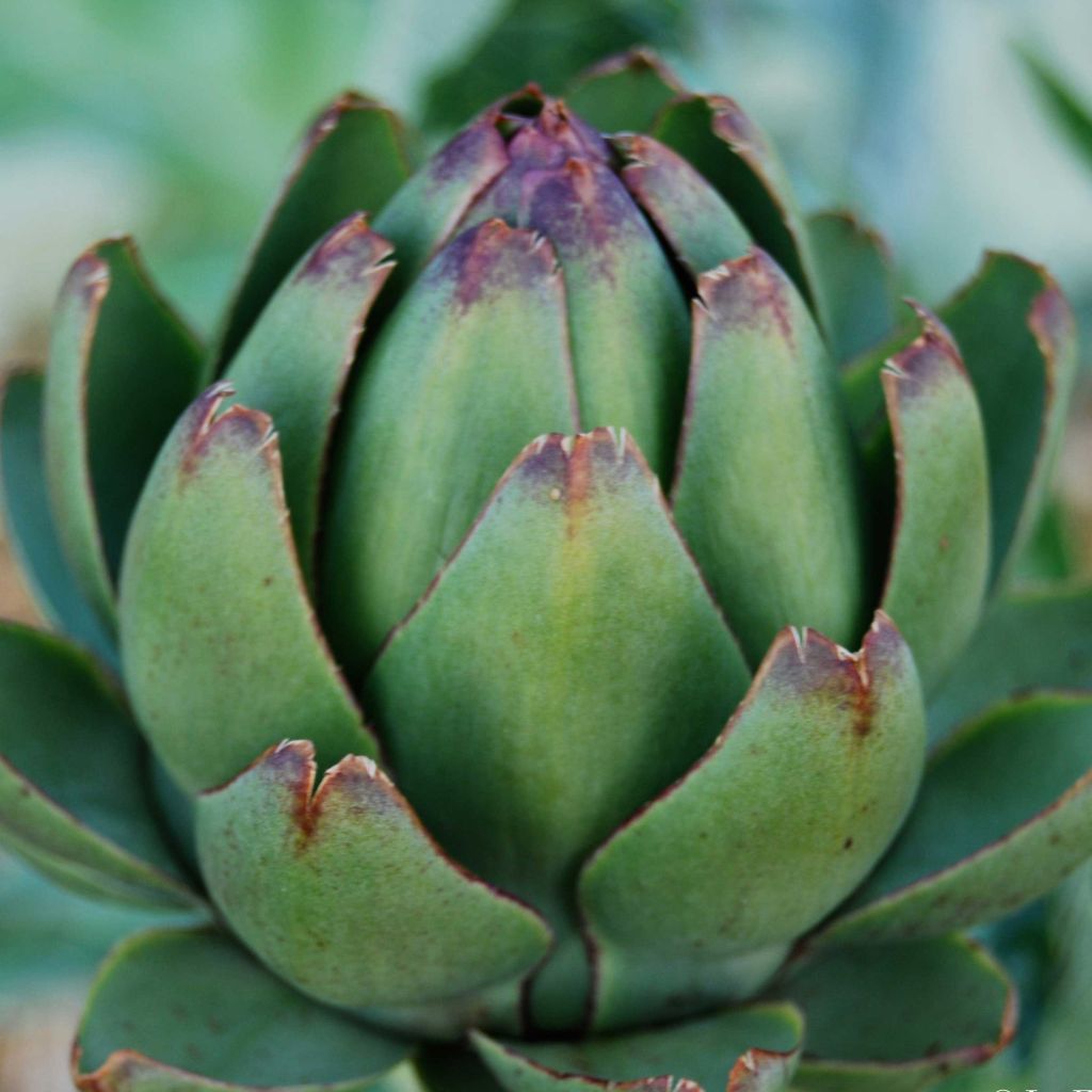 Artichoke Gros Vert de Laon - Ferme de Sainte Marthe seeds - Cynara scolymus