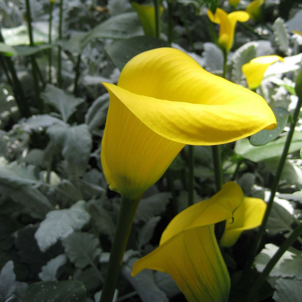 Zantedeschia elliottiana Solfatare - Calla Lily