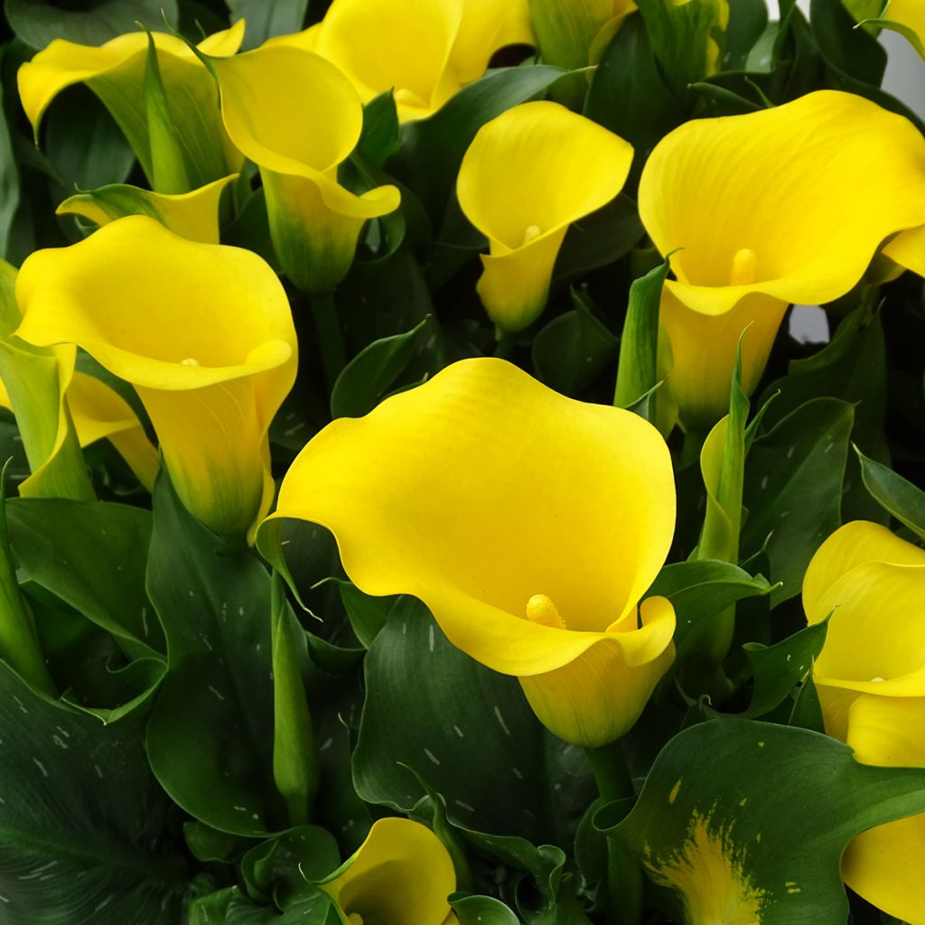 Zantedeschia elliottiana Solfatare - Calla Lily