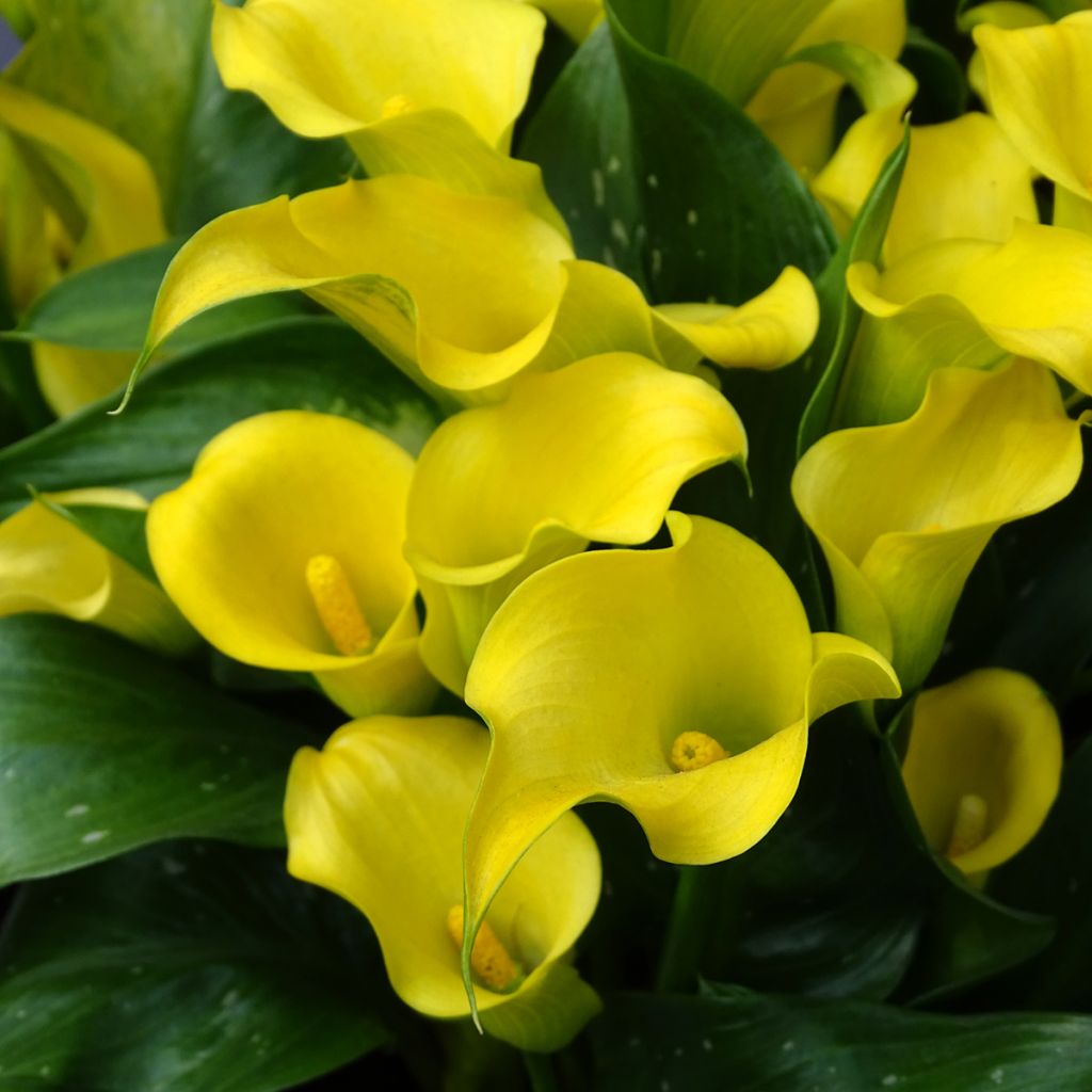 Zantedeschia elliottiana Solfatare - Calla Lily
