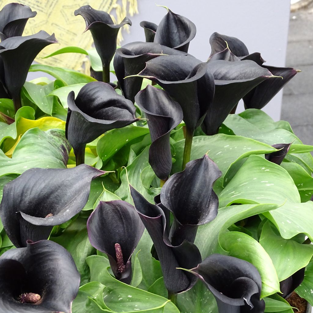 Zantedeschia elliottiana Schwartzwalder - Calla Lily