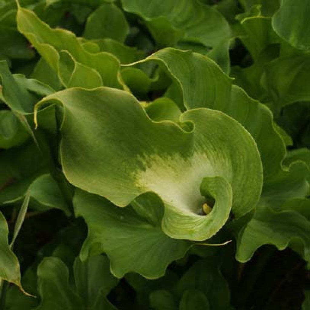 Zantedeschia aethiopica Green Goddess - Arum-lily