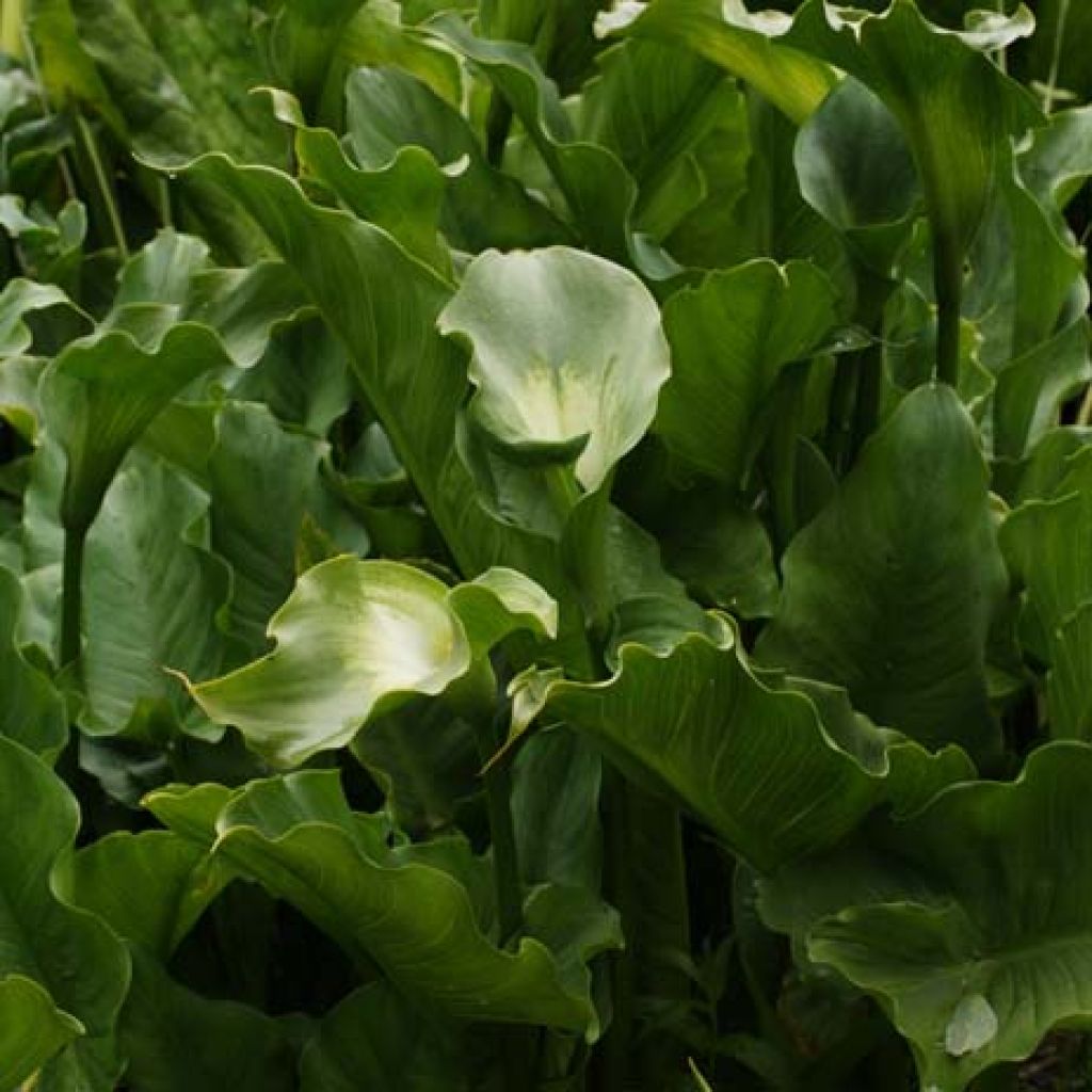 Zantedeschia aethiopica Green Goddess - Arum-lily