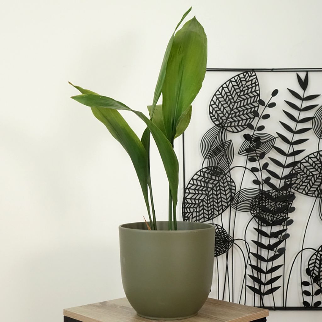 Aspidistra elatior - Cast-Iron Plant