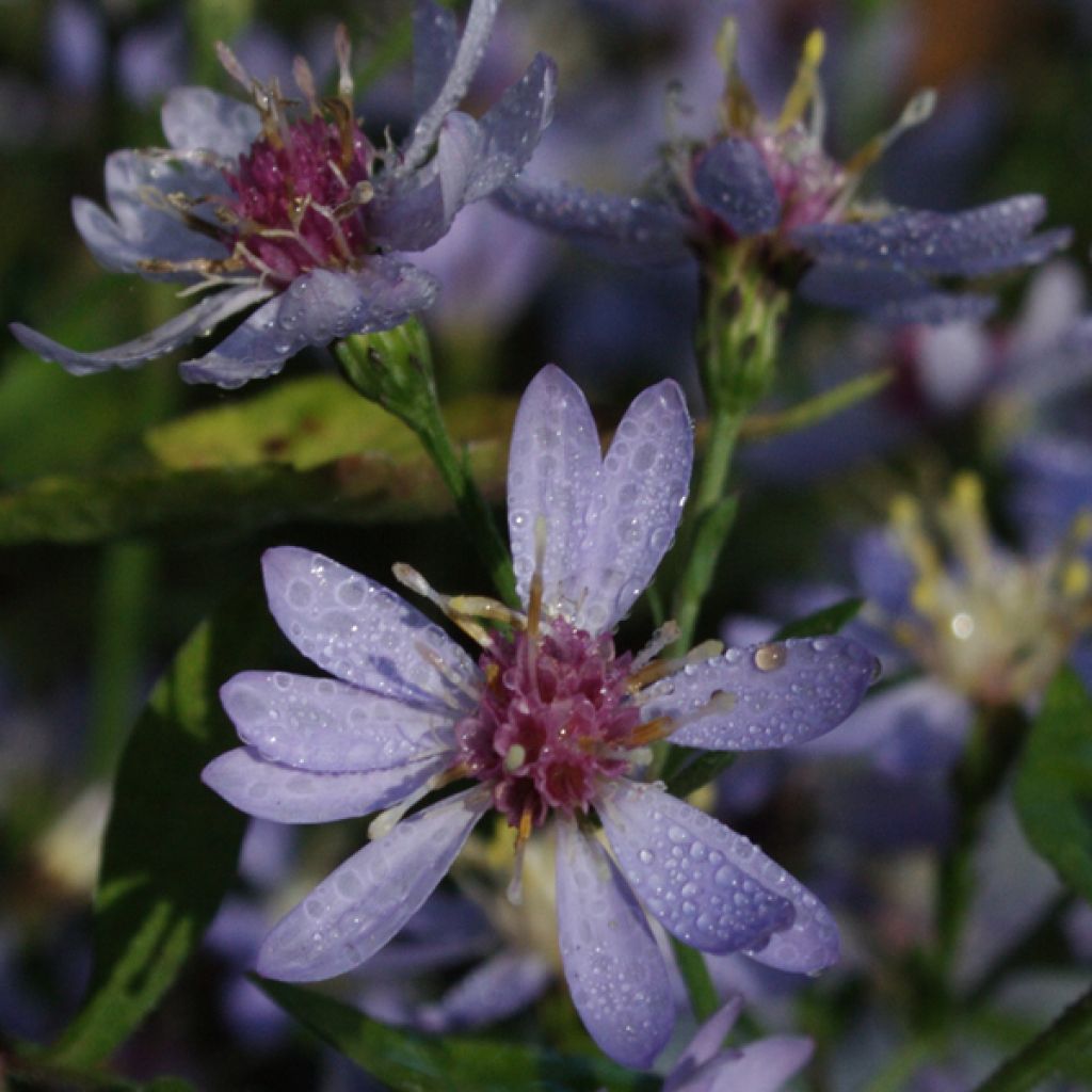 Aster cordifolius Ideal