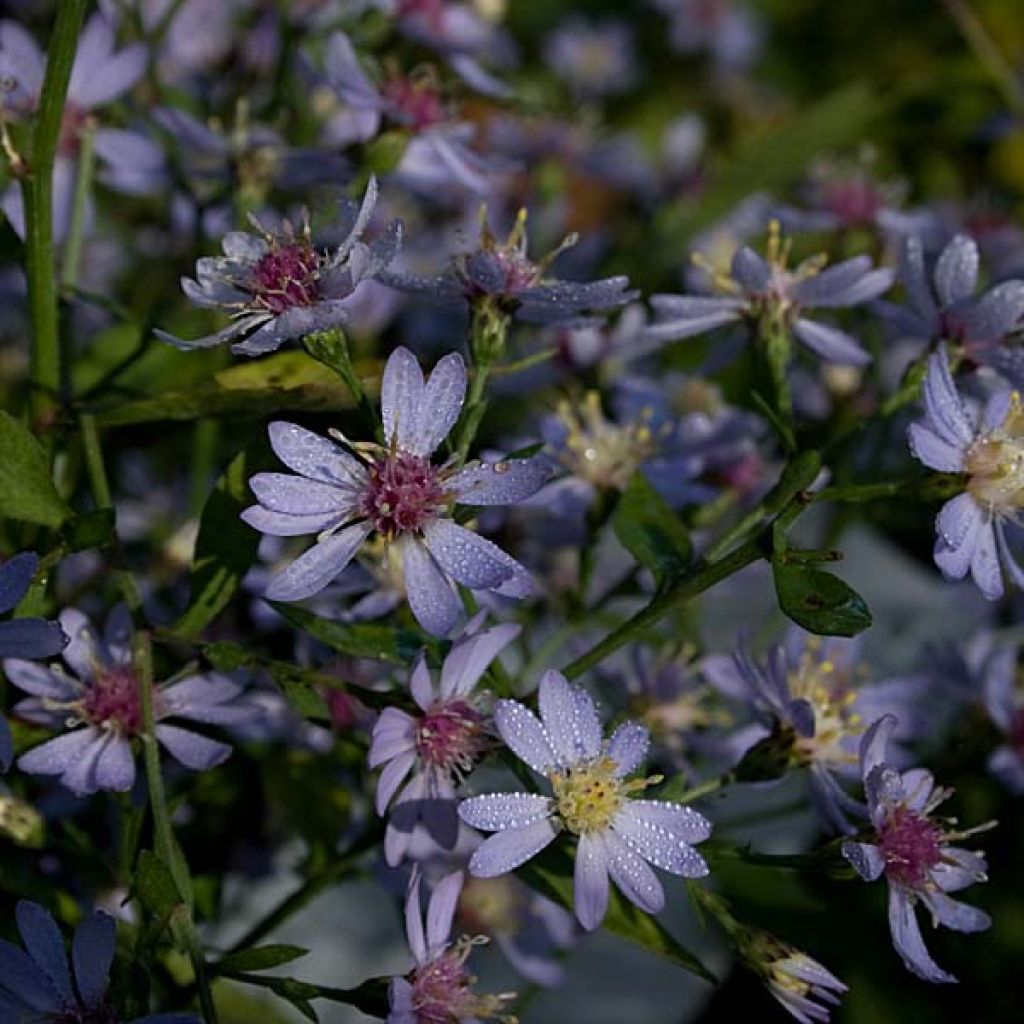 Aster cordifolius Ideal