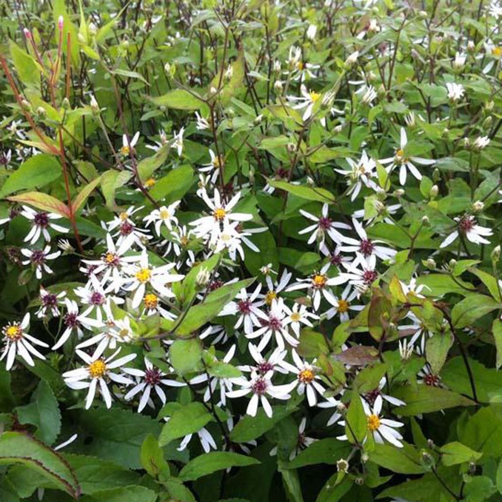 Aster divaricatus