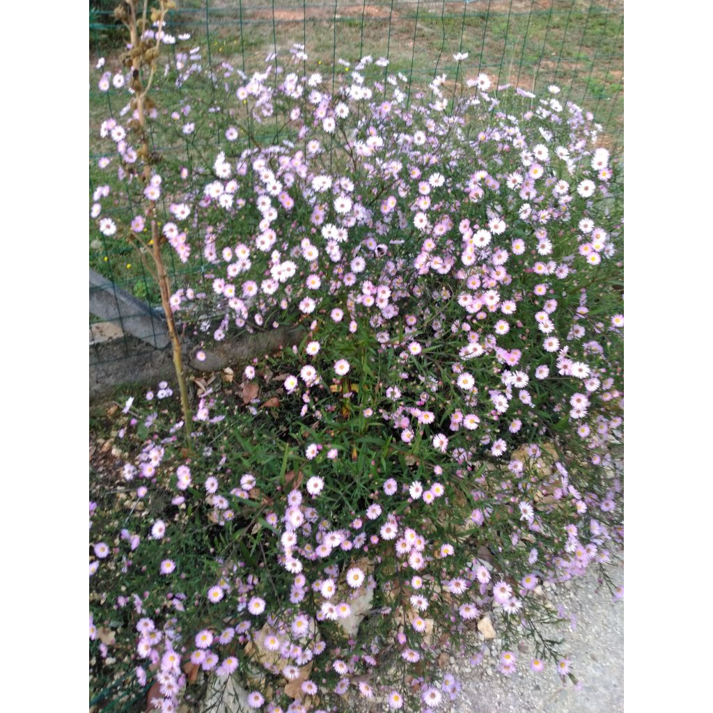 Aster hybrida Vasterival