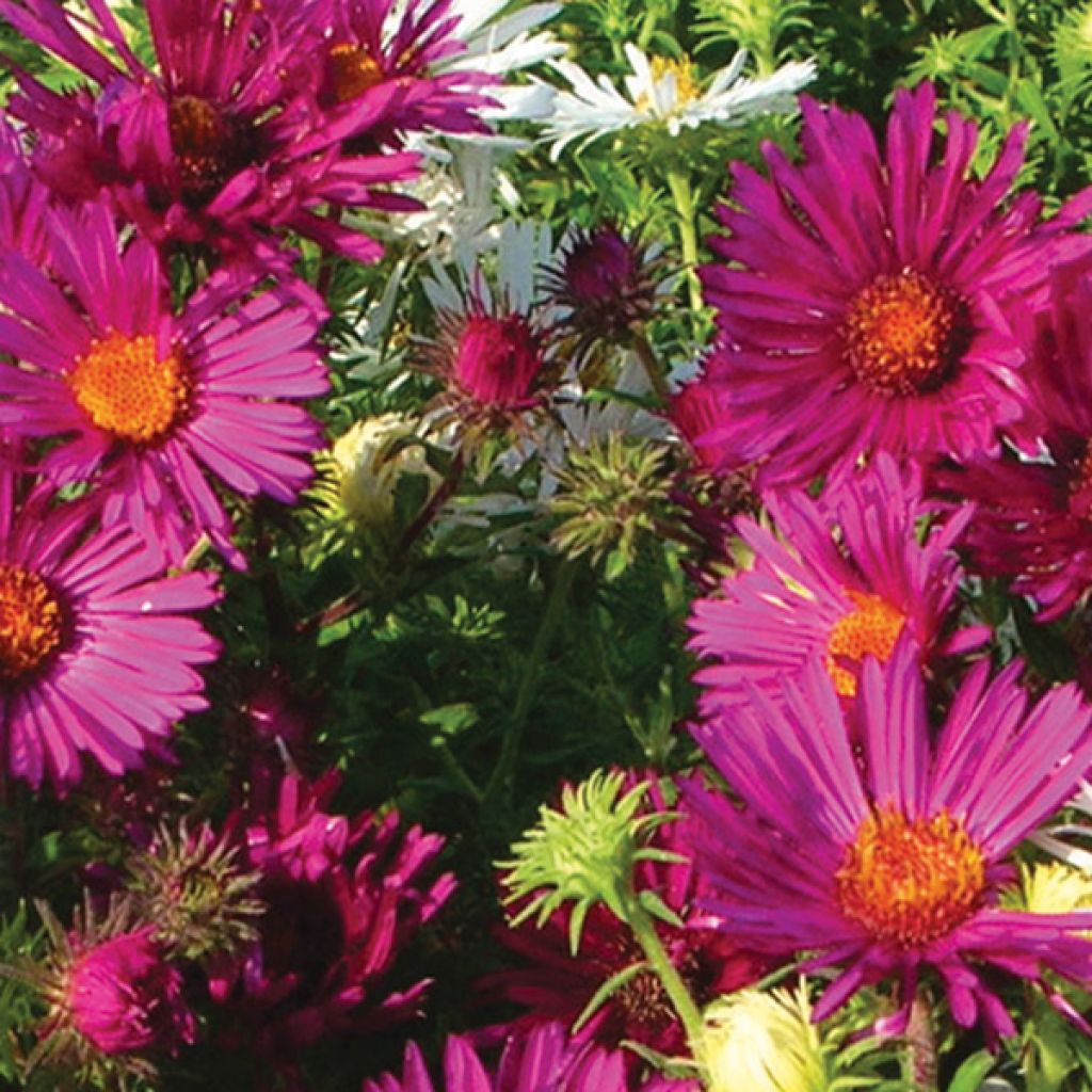 Aster novae-angliae Septemberrubin