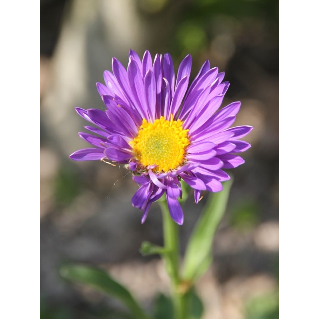 Aster alpinus Dunkle Schöne