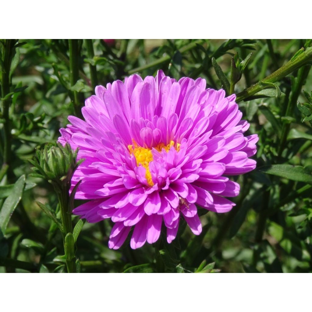 Aster novi-belgii Patricia Ballard