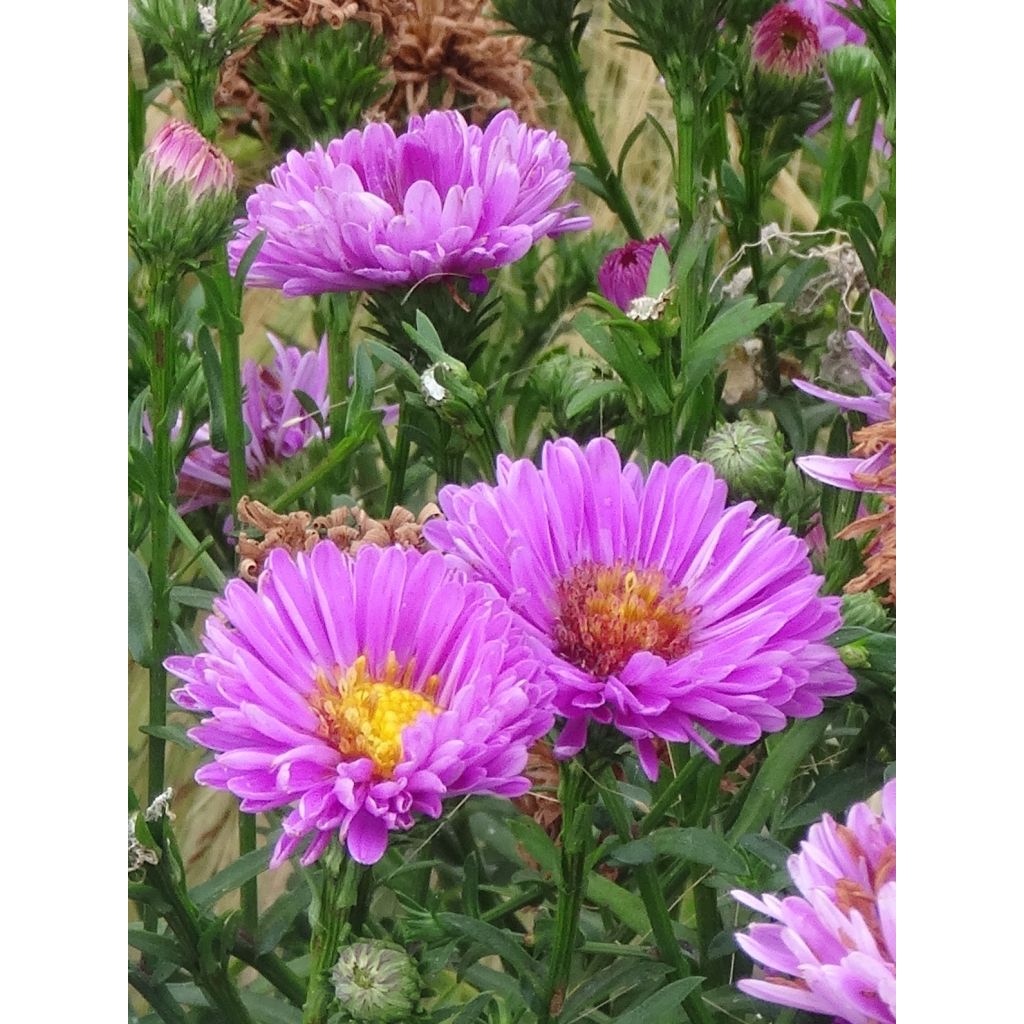 Aster novi-belgii Patricia Ballard