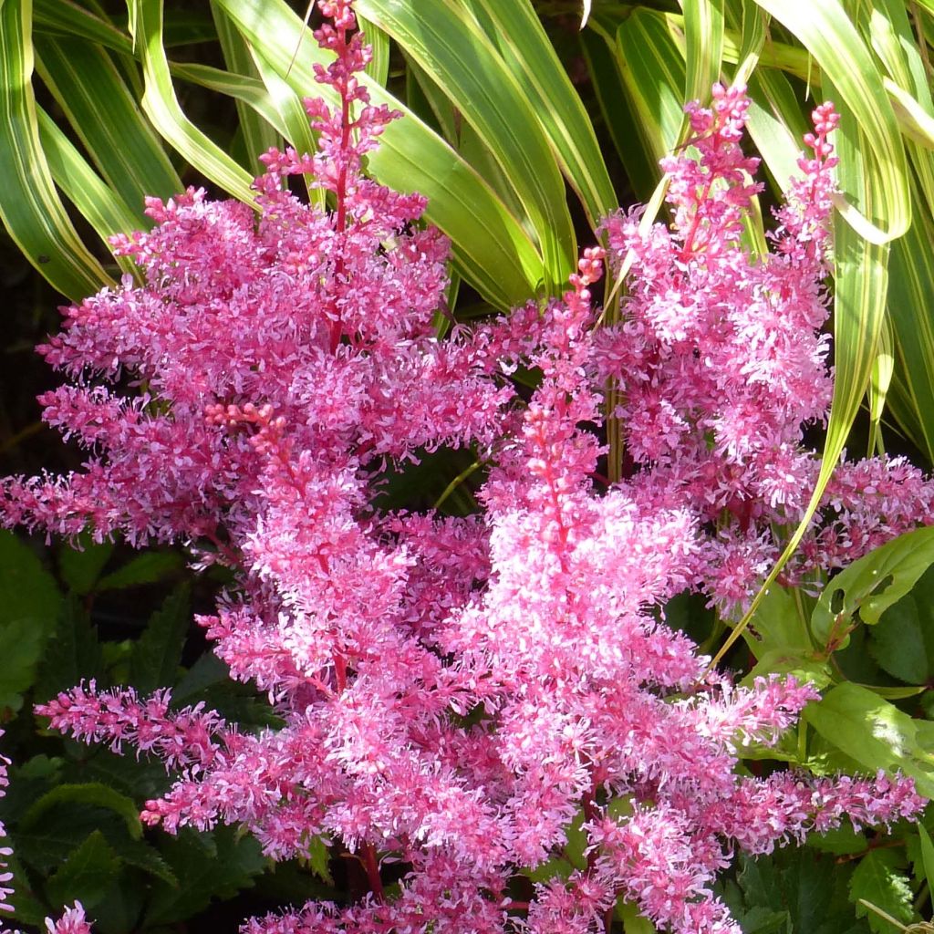 Astilbe Younique Ruby Red - False Spirea