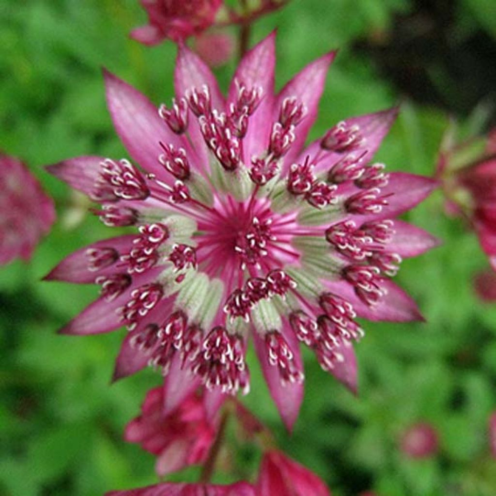 Astrantia major Claret - Great Masterwort