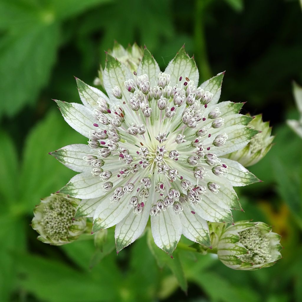 Astrantia major Shaggy - Masterwort