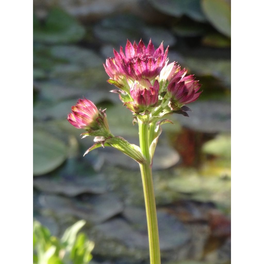 Astrantia major 'Roma'