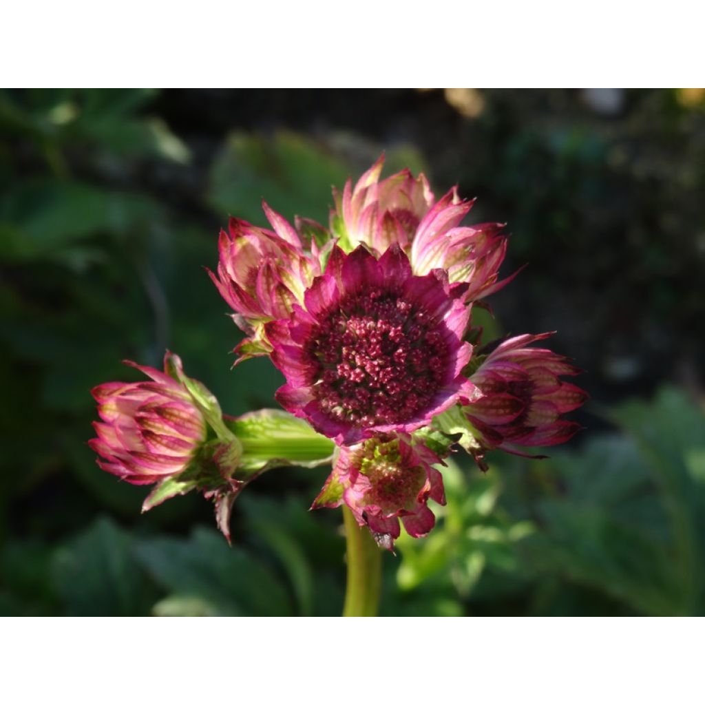 Astrantia major 'Roma'
