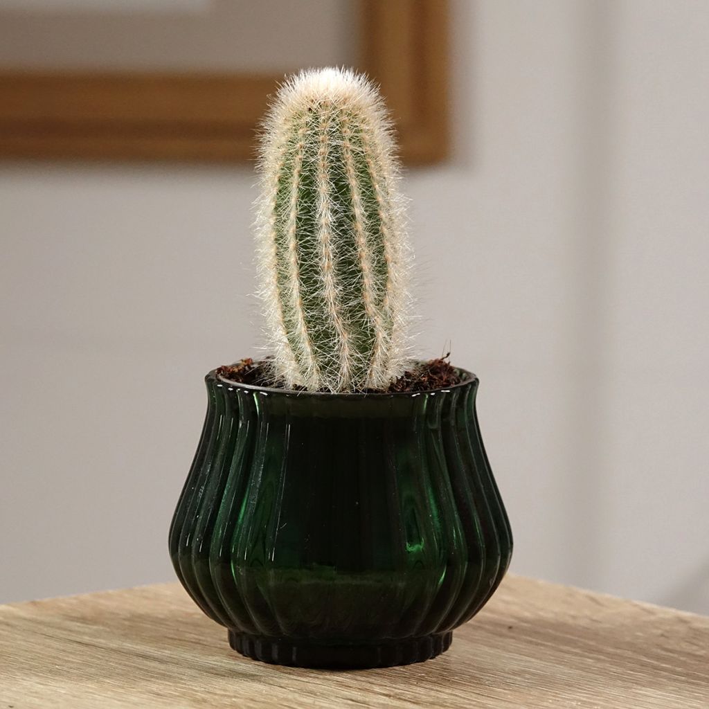 Austrocephalocereus dybowskii  - Torch cactus