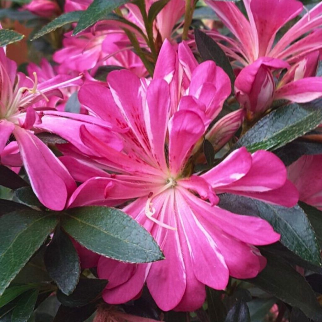 Rhododendron molle subsp. japonicum Pink Star - Japanese azalea