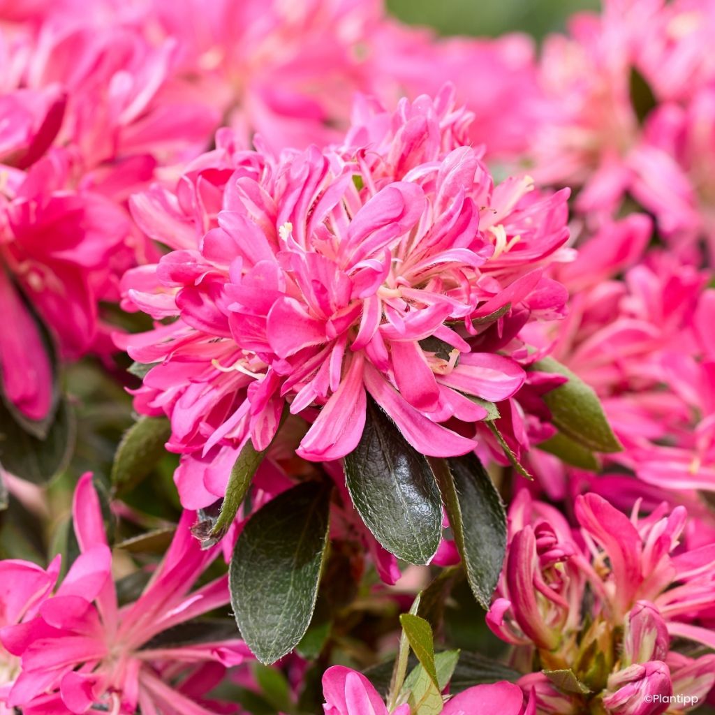 Rhododendron molle subsp. japonicum Pink Star - Japanese azalea