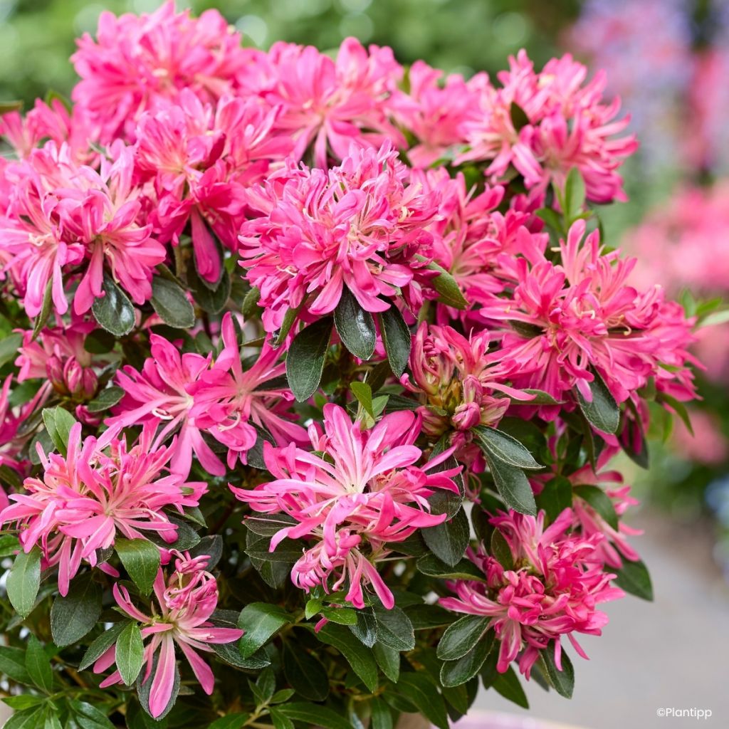 Rhododendron molle subsp. japonicum Pink Star - Japanese azalea